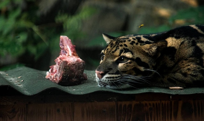 ���� ��������� ���������