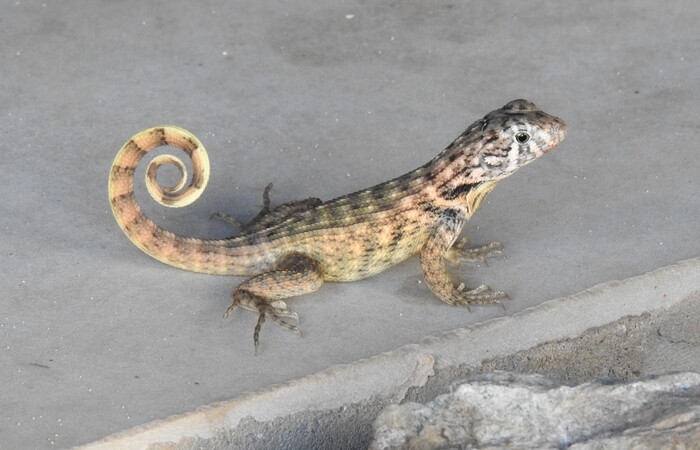 Килеватая масковая игуана