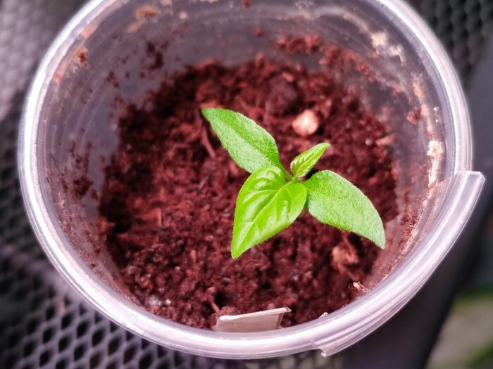 (малыш-хабанеро под фитолампой)