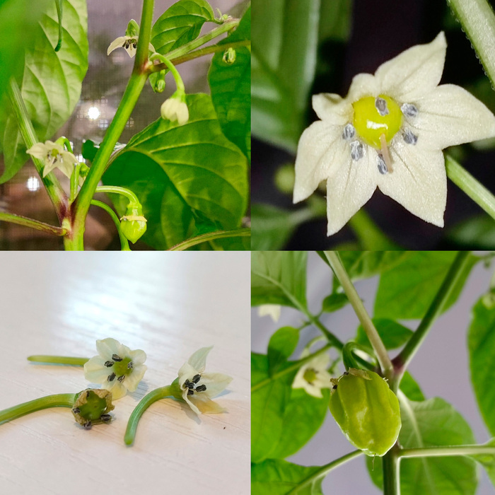 (из некоторых бутонов появлялись завязи, которые чаще всего превращались в плоды)