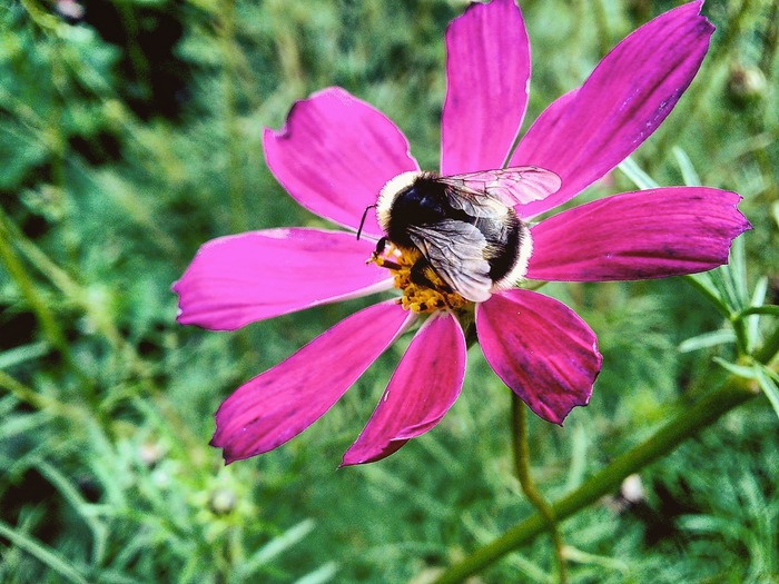 Сказ о том: почему я себе не хотел телефон. Или мобильная фотография - начало:)