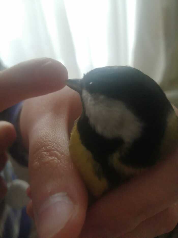 ������� ������