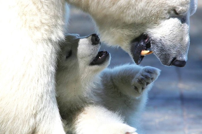 ��������� ����� � ����� �� �������, ������������� �������. ���� ����� ��������.