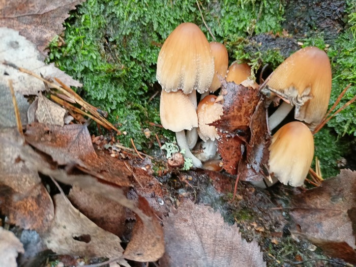 �������� ���������