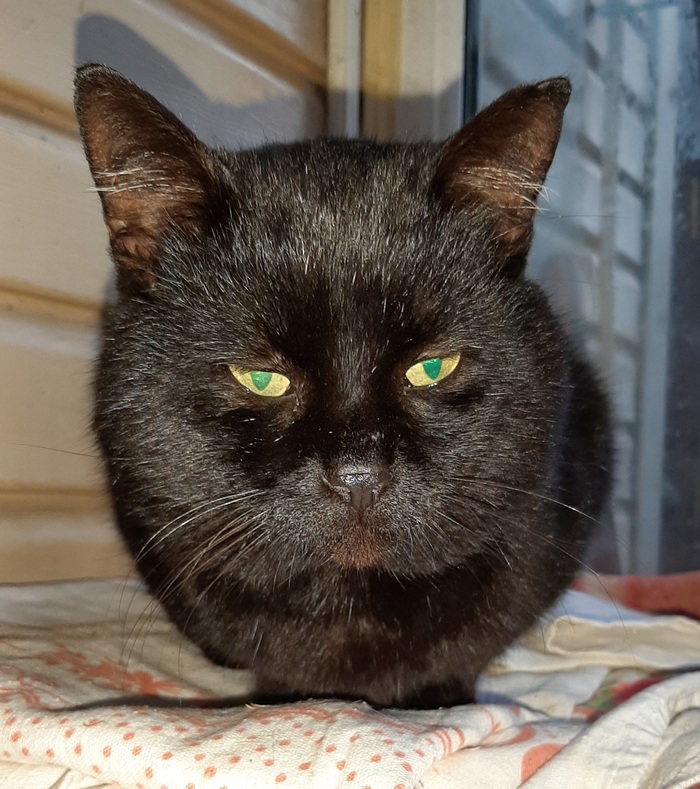 Чёрная точка ушастая