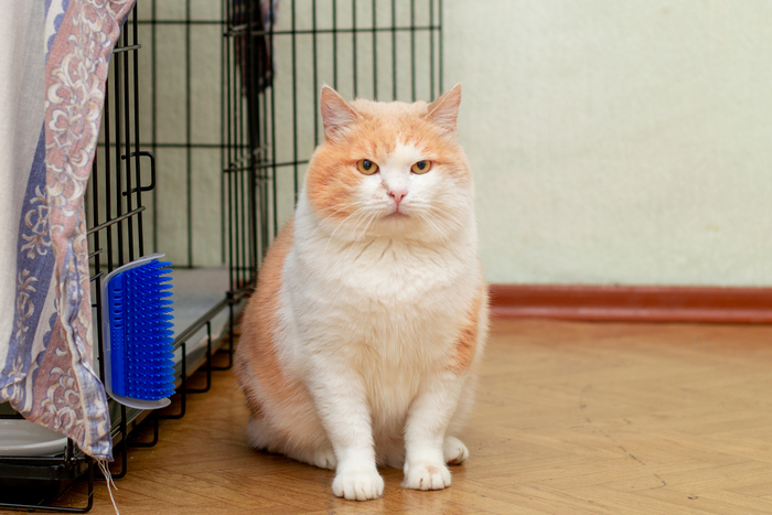 �������� - �������� �����.