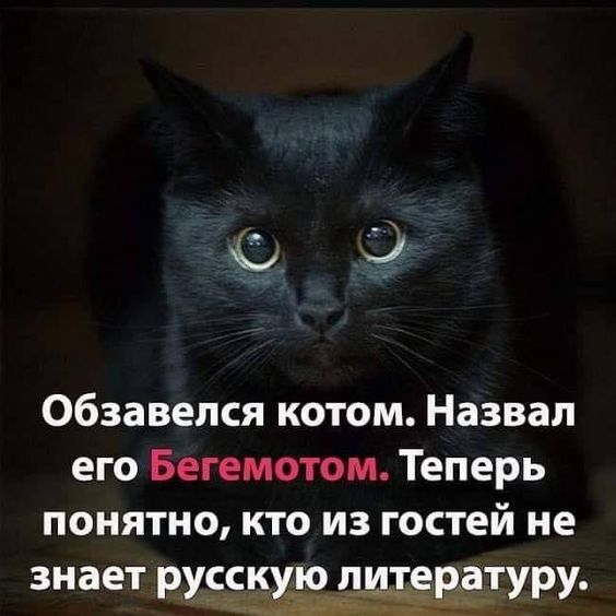      ,   , , Telegram ()