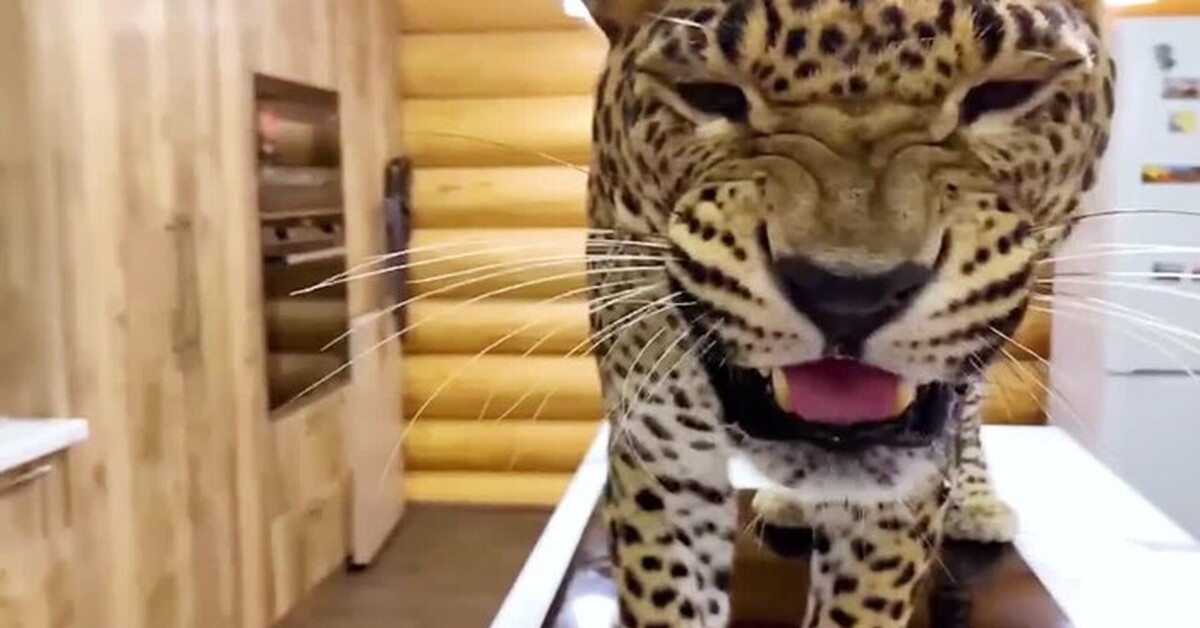 Продолжение поста «Кормление кота :3» | Пикабу