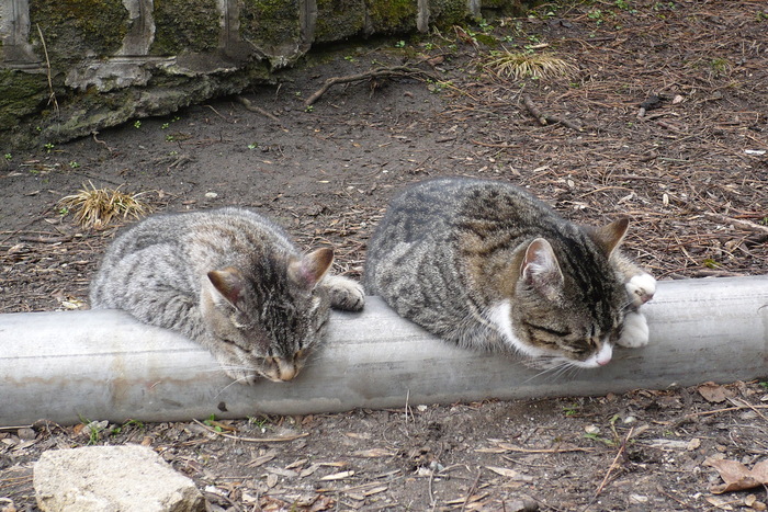Теплая славяновская вода в трубе около бювета греет котеек. Лечебный парк. Железноводск. 2013 г