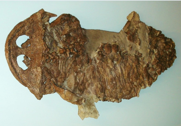    ,         .      Gerrothorax // <!--noindex--><a href="https://pikabu.ru/story/megaloftalma_10807017?u=http%3A%2F%2Fwiki2.org&t=wiki2.org&h=91a76586c7ea7193b5d8859ca343287e0aceff28" title="http://wiki2.org" target="_blank" rel="nofollow noopener">wiki2.org</a><!--/noindex-->