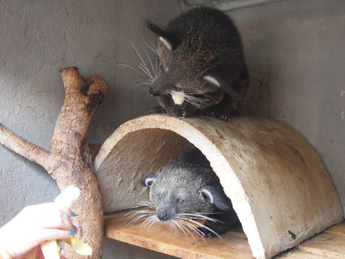 Бинтуронг, ферма по производству кофе, Вьетнам, 2018 год