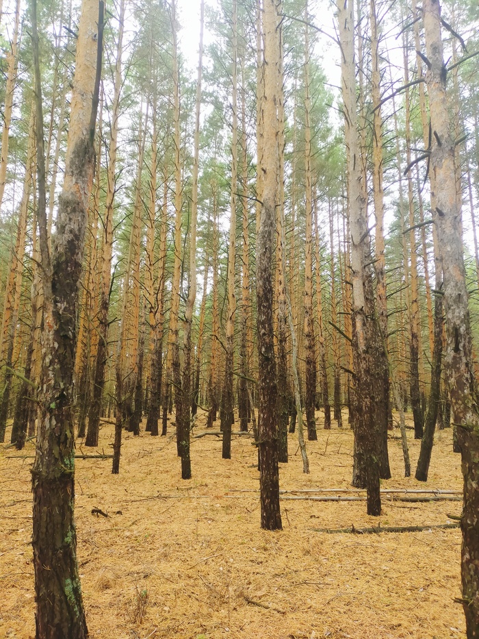 Samara forest , , , 