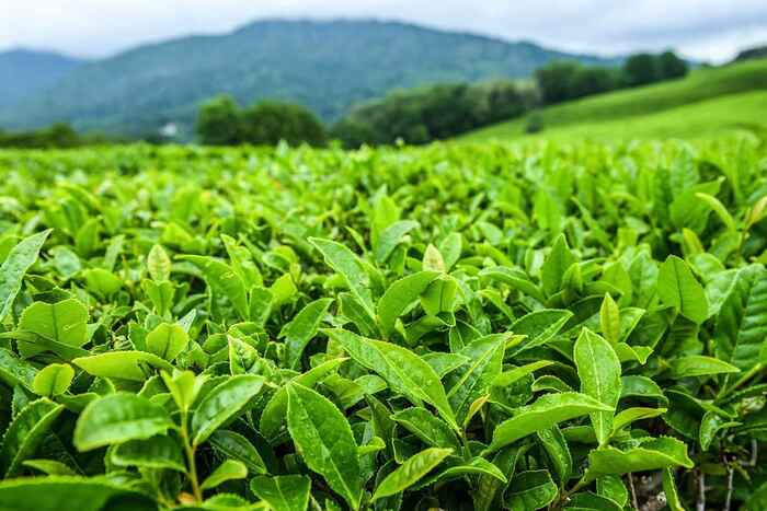 Адыгейский чай: есть или нет? Чай, Сельское хозяйство, Республика Адыгея, Негатив, Россия, Растения