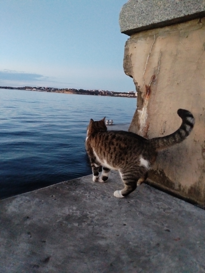 Котик в ожидание рыбаков Кот, Черное море, Рыбалка, Рыбаки, Истории из жизни