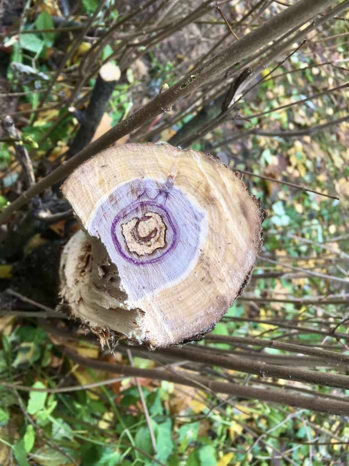 ��������� ��������