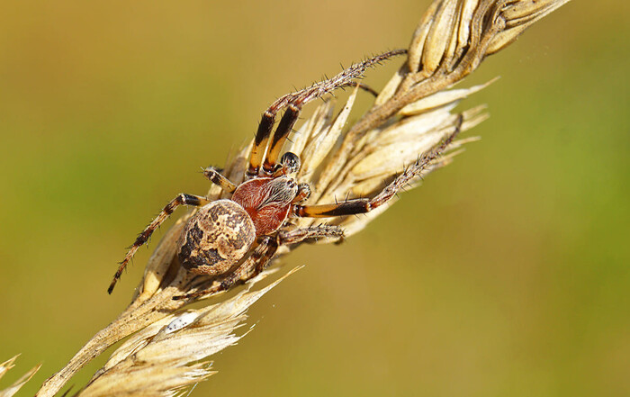   (Larinioides cornutus) , , , , -