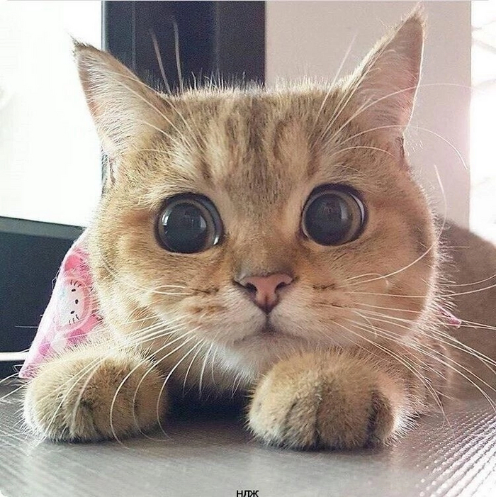 Кота из "Шрека" не существу...