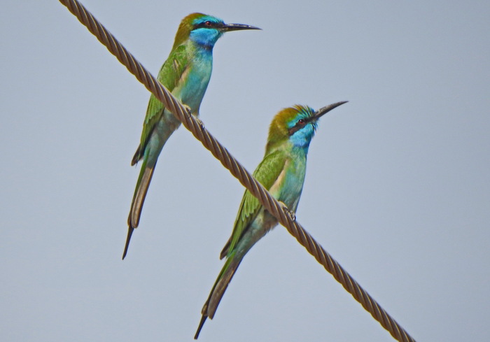 ����� ������ ����� (�������)