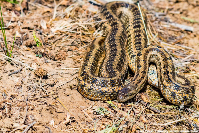 Узорчатый полоз (Elaphe dione)