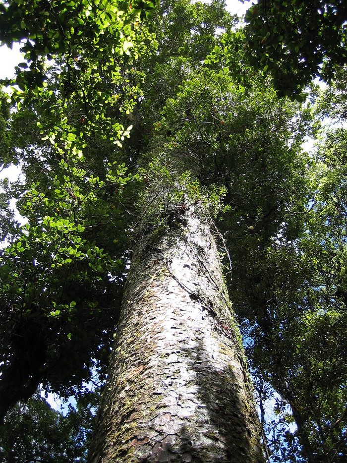 , Waipoua Forest Park ( ,  )