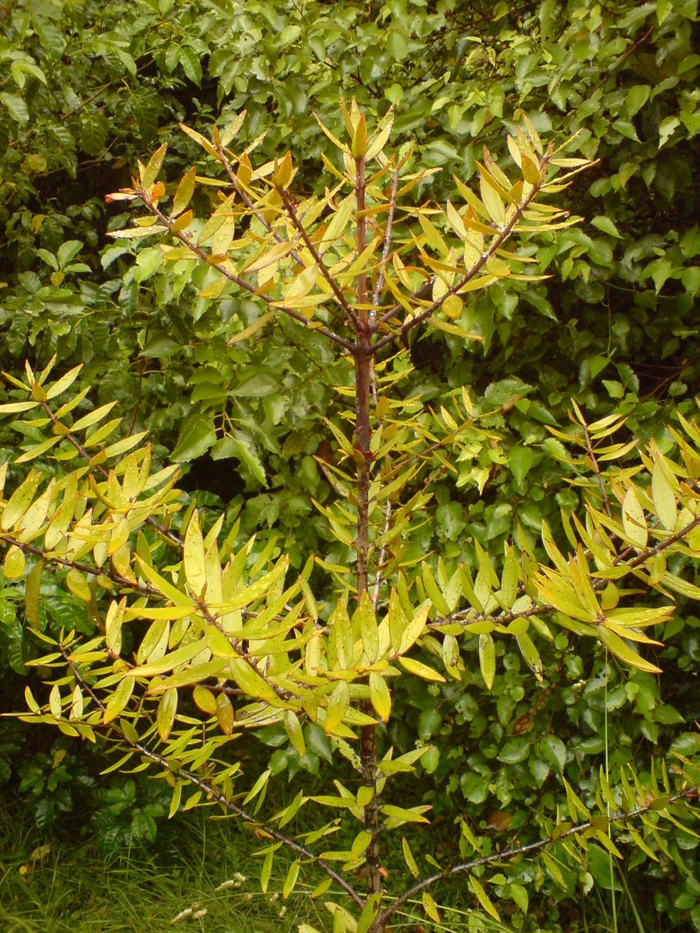      Parry (  Warkworth,  ,  )