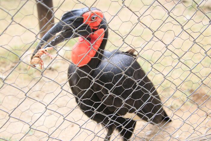 Социальная организация у воронов очень необычна. Рогатые вороны ведут оседлый образ жизни. Живут они небольшими группами (от 2 до 11 особей), состоящими из доминантной пары взрослых птиц и их потомков, остающихся с родителями после достижения половой зрело