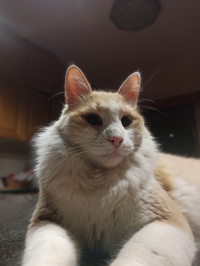 ��� ��� ����