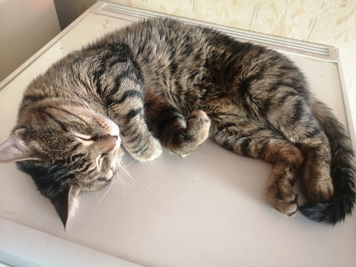 Просто Барсик спит на холодильнике