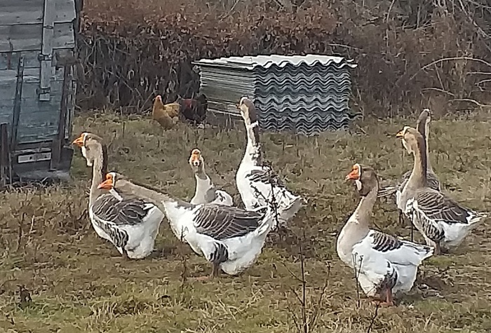 ��� �� ����� ����� ��������