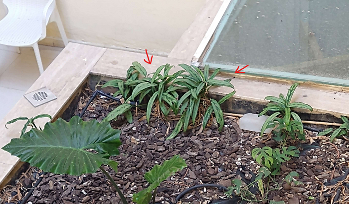 Неизвестное Растение