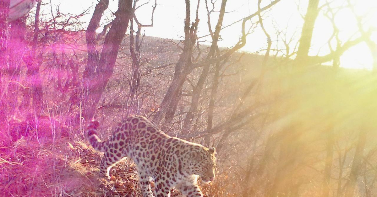 Дальневосточный леопард очень хорош собой | Пикабу