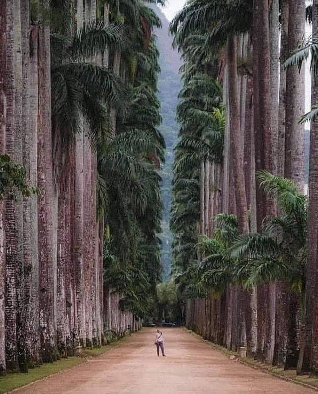 Ботанический парк Рио-де-Жанейро, Бразилия. Вот такие огромные деревья! Ботанический сад, Рио-де-жанейро, Фотография