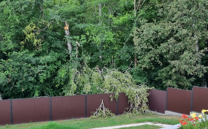 Березы атакуют забор со всех сторон