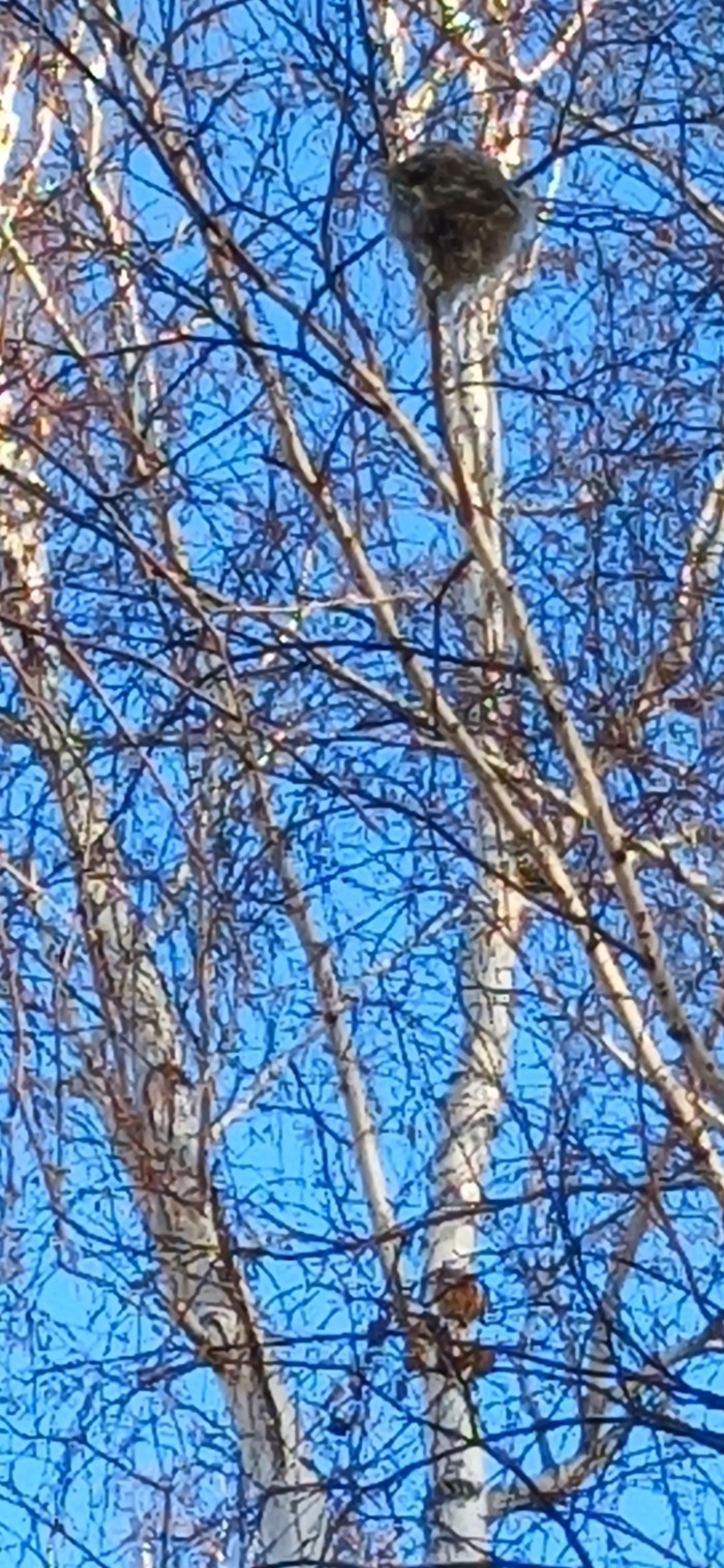 Кто нибудь знает что это такое???? | Пикабу