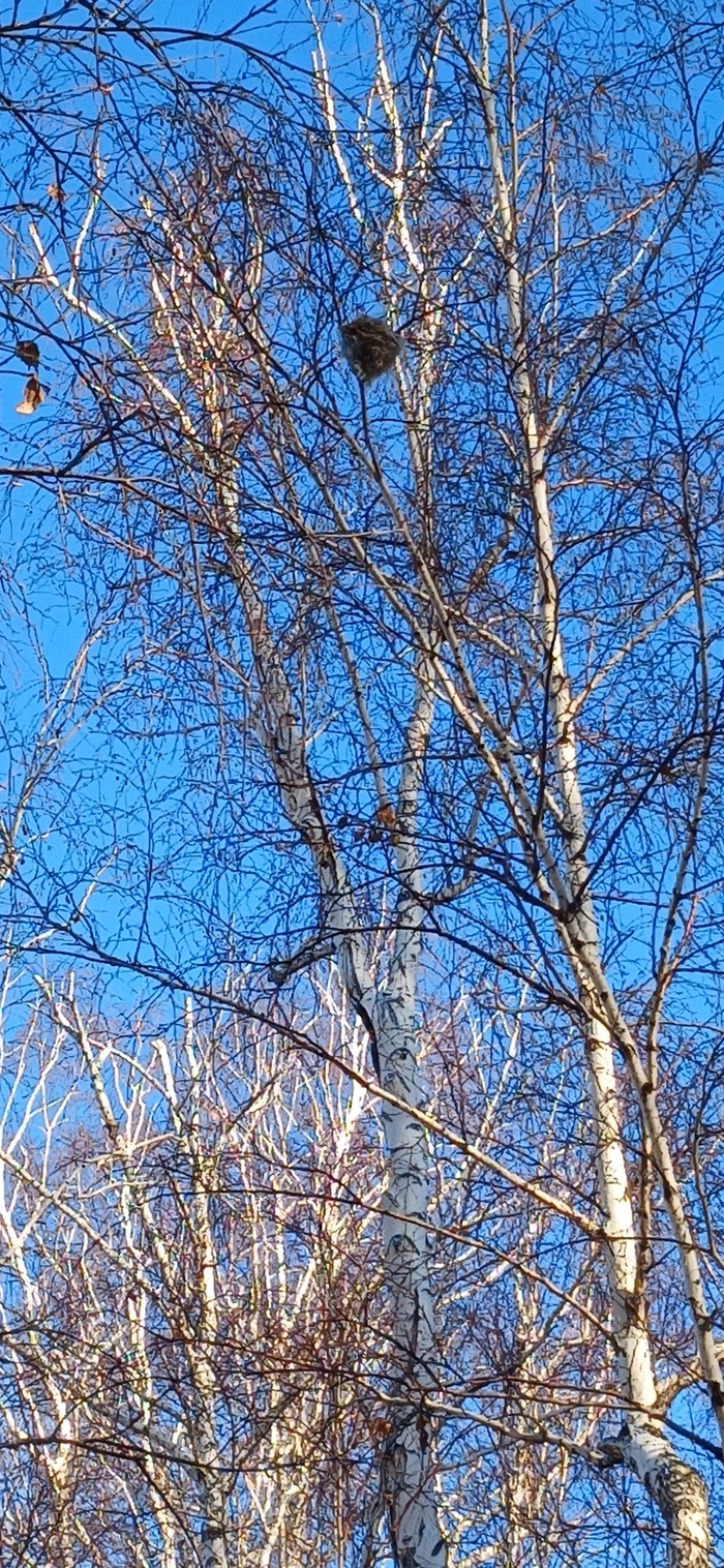 Кто нибудь знает что это такое???? | Пикабу