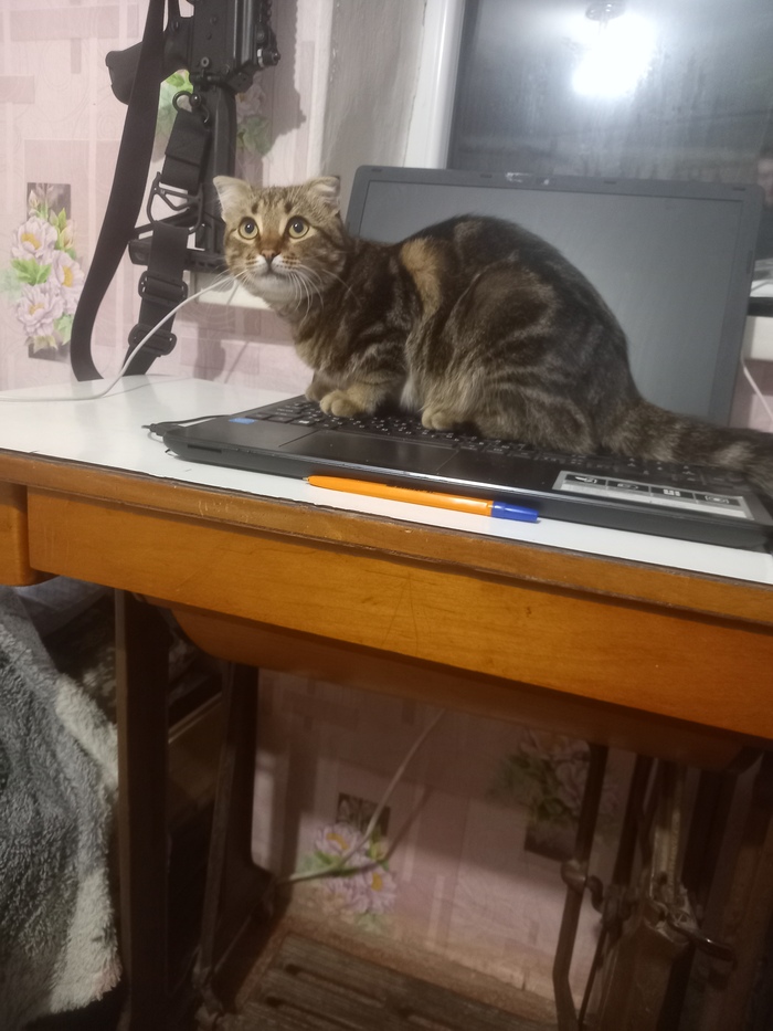 Не хочешь заставим, не можешь научим)Котик который смог стать штабистом)