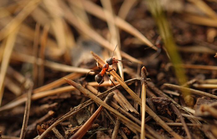 Рыжий лесной муравей