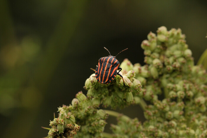 Щитник линейчатый