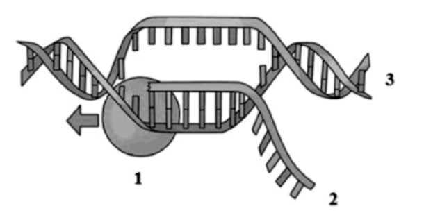 Схема репликации днк егэ биология