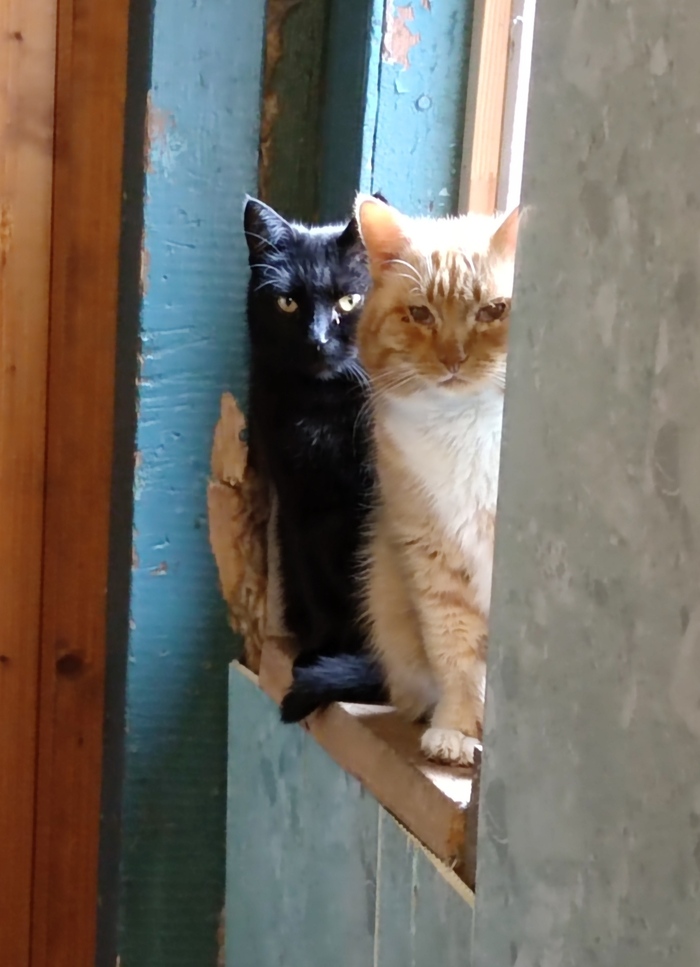 Оцените котиков
