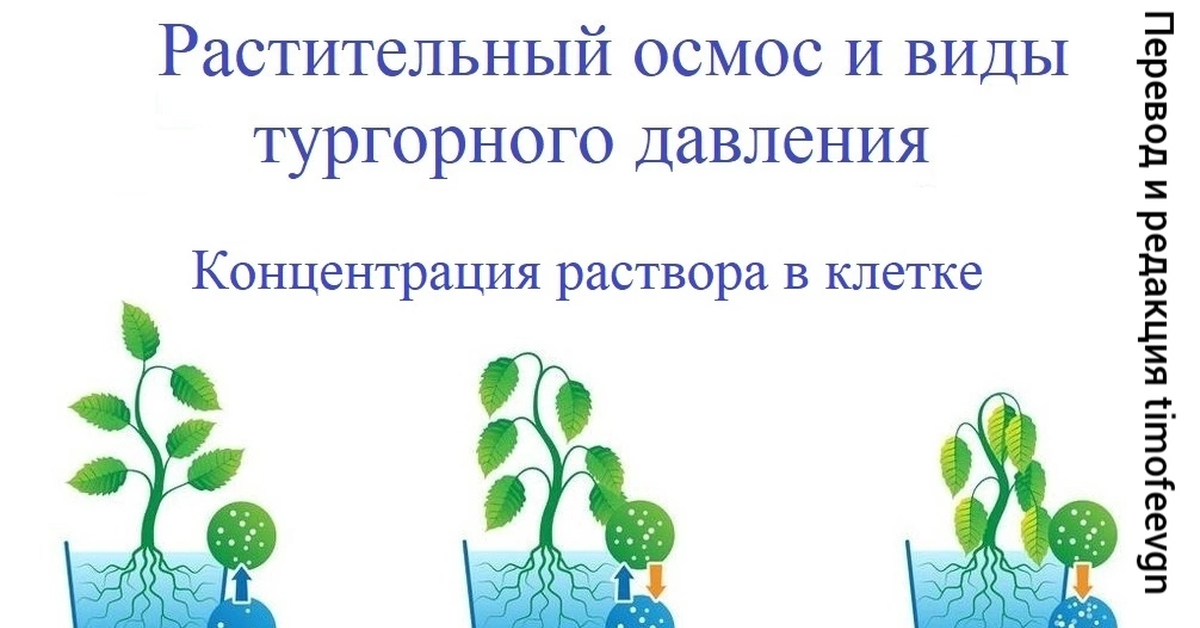 Растительный осмос и виды тургорного давления | Пикабу