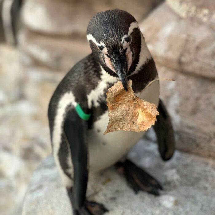 Пингвин Гумбольдта.