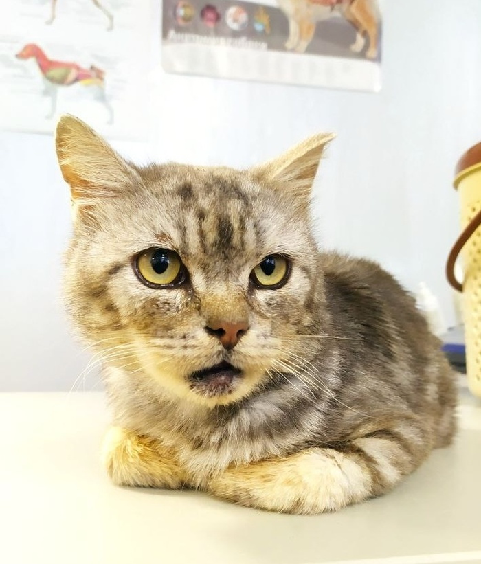 Вася очень непривередлив к еде- ест и домашнюю пищу и сухой и влажный корм. Он очень чистоплотный, ходит только в лоток, очень добрый, спокойный, ласковый, любит мурлыкать. Он послушный, сообразительный и внимательный.