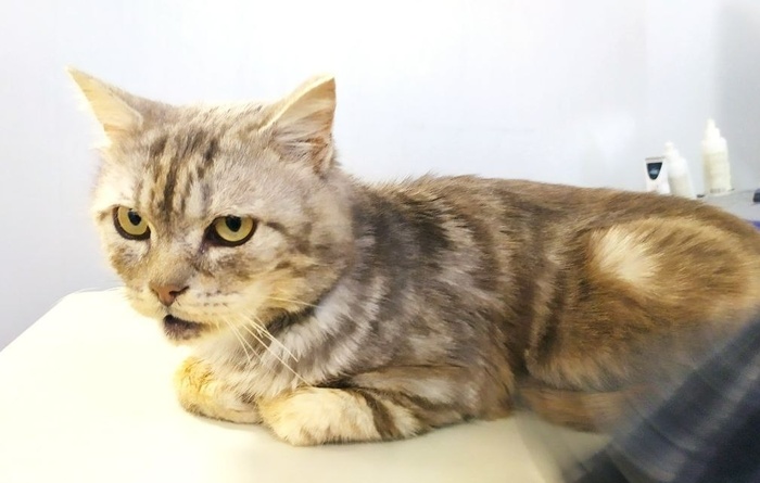 .К сожалению, у Васи диабет и ему нужен постоянный уход, иначе на улице такие коты гибнут. Вася скоро покинет клинику и идти ему некуда. Кто может, помогите котику обрести семью. Г. Нижний Новгород. Тел 8-910-88-44-107 Элла