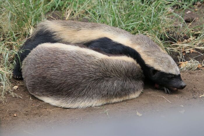 Вообще про него много рассказывают и пишут, а еще он ворчит на всех, может из за своего нрава