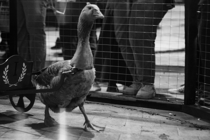 Как я организовал фестиваль крафтовой культуры