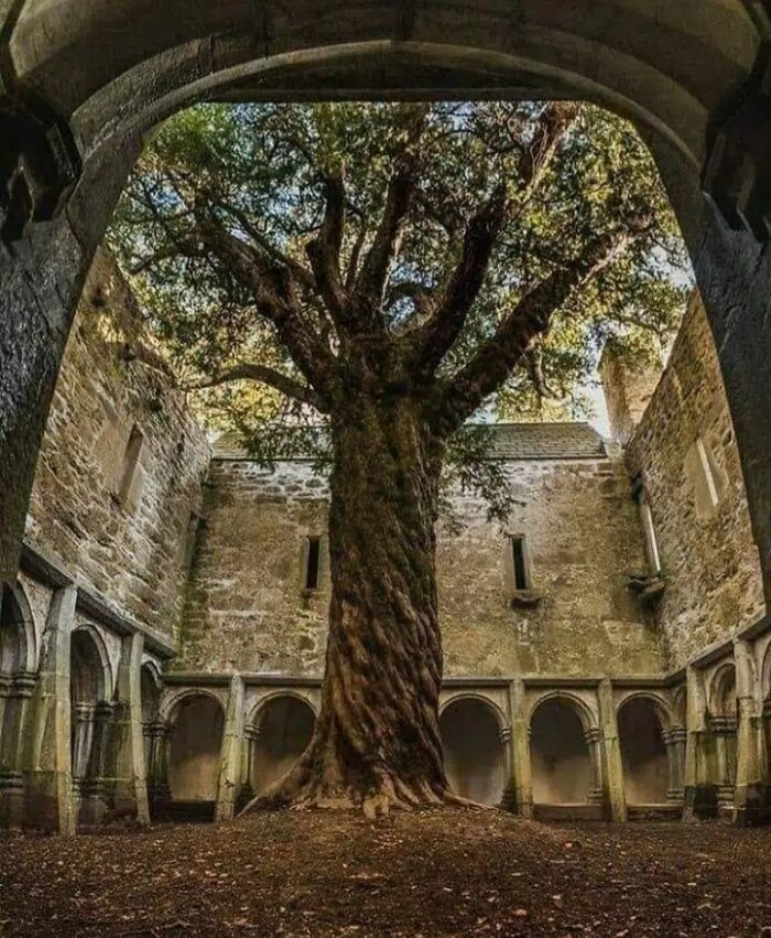 Мужской францисканский монастырь с четырехсотлетним деревом во дворе, Аббатство Макросс, Ирландия.