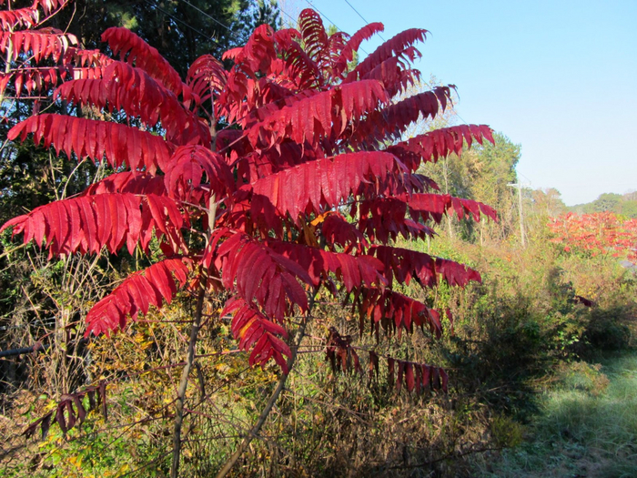    . , <!--noindex--><a href="https://pikabu.ru/story/osennyaya_okraska_pochemu_ee_net_i_mozhno_li_chtoto_sdelat_chtobyi_byila_eshche_25_kartinok_10833926?u=http%3A%2F%2Fusinggeorgianativeplants.blogspot.com&t=usinggeorgianativeplants.blogspot.com&h=b8628503710bd09c7eff061bedd8fac44b41803f" title="http://usinggeorgianativeplants.blogspot.com" target="_blank" rel="nofollow noopener">usinggeorgianativeplants.blogspot.com</a><!--/noindex-->