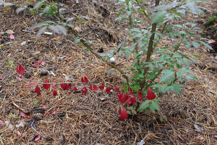     "Compactus"     2022