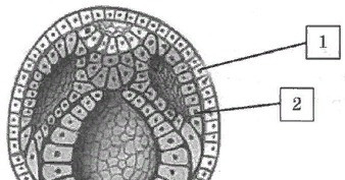 зародышевые листки егэ